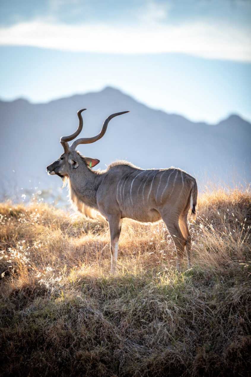 the living desert animal looking off into sun